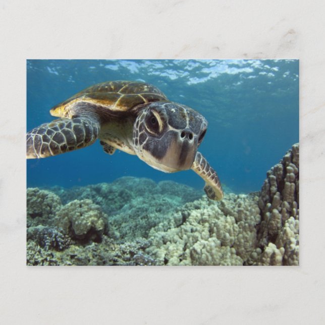 Carte Postale Tortue verte hawaïenne (Devant)