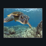 Carte Postale Tortue verte hawaïenne<br><div class="desc">Une tortue de mer verte hawaïenne étudie son reflet dans mon port de dôme. © et ® Bigstock® - Tous droits réservés.</div>