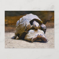 Tortues