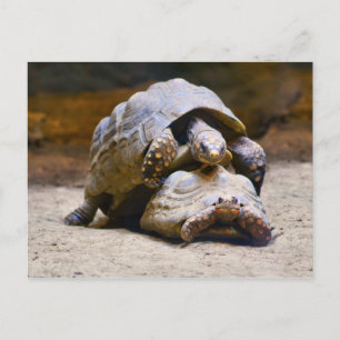 Carte Postale Tortues