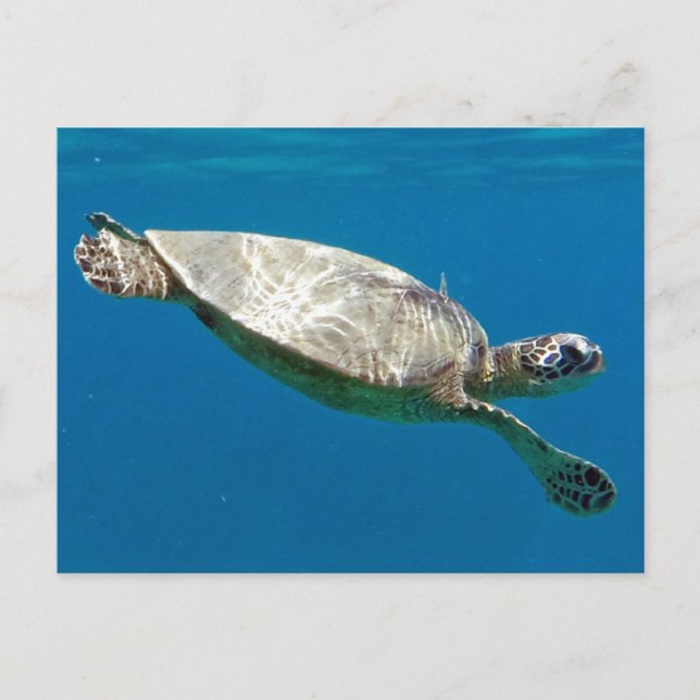 Carte Postale Tortues (Devant)