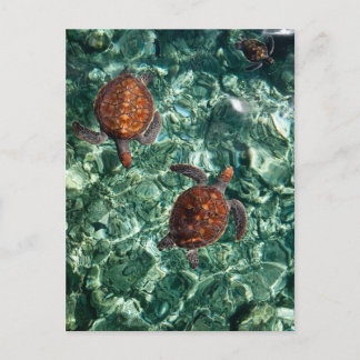 Carte Postale Tortues