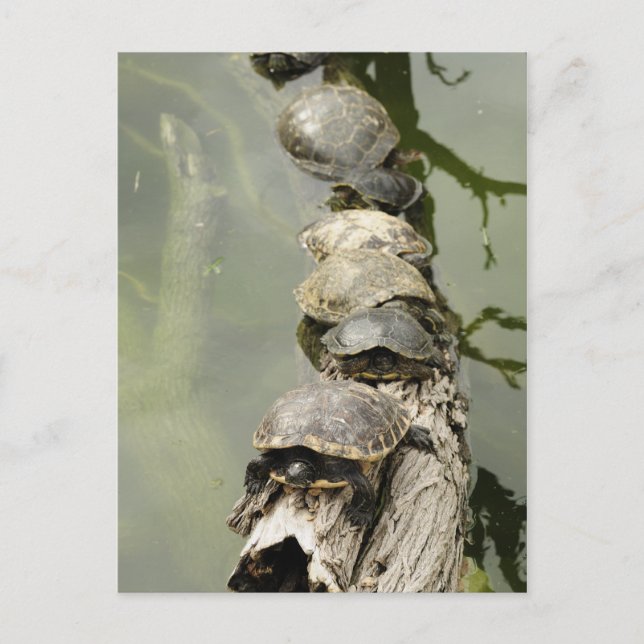 Carte Postale Tortues (Devant)