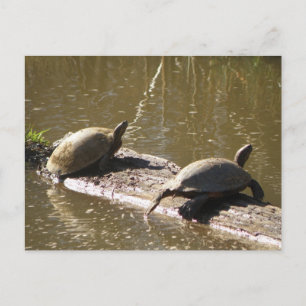 Carte Postale Tortues