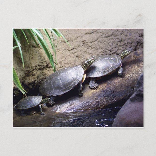 Carte Postale Tortues (Devant)