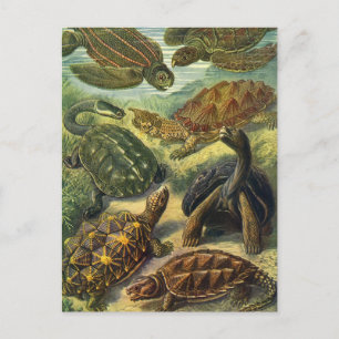 Carte Postale Tortues anciennes et tortues marines par Ernst Hae