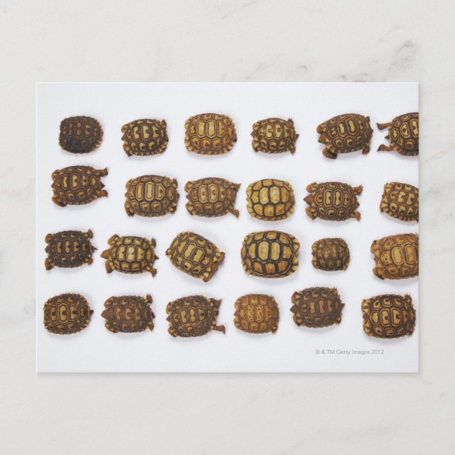 Carte Postale Tortues de bébé disposées en rangs (Devant)