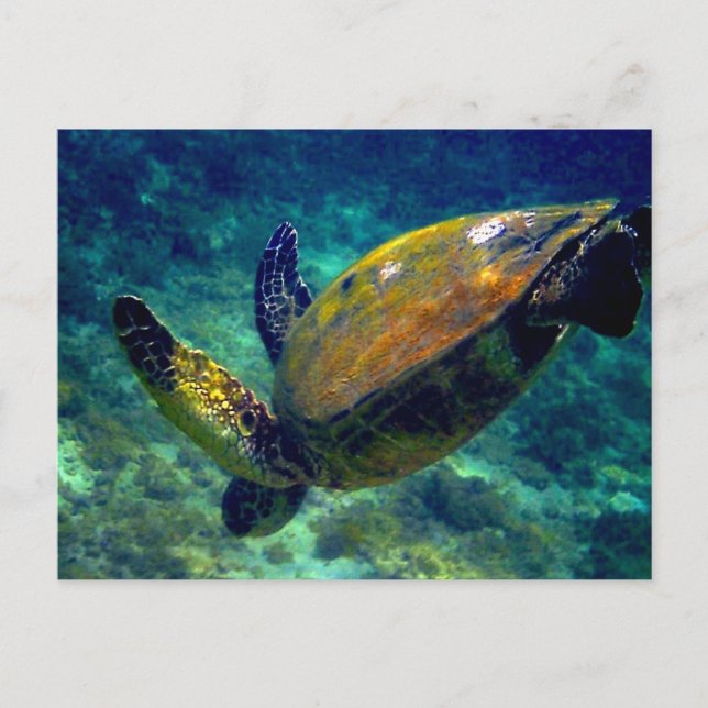 Carte Postale Tortues de mer vertes (Devant)