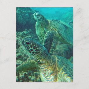 Carte Postale Tortues de mer vertes d'Hawaii