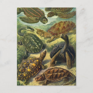 Carte Postale Tortues de mer vintages de Terre par Ernst Haeckel
