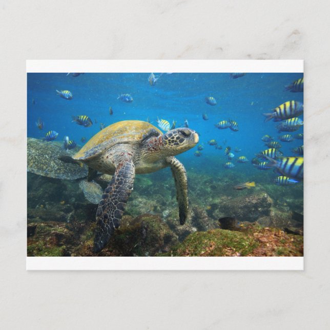 Carte Postale Tortues des Galapagos nageant dans le lagon (Devant)