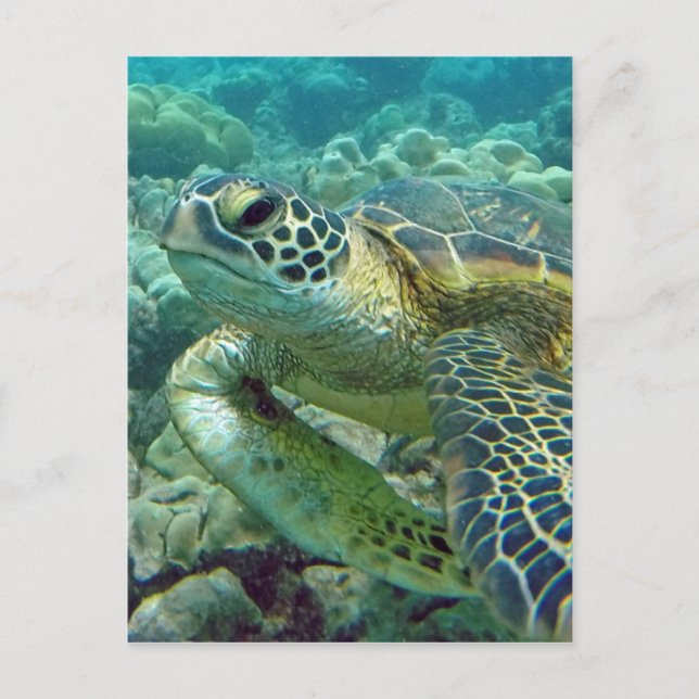 Carte Postale Tortues en Hawaï (Devant)