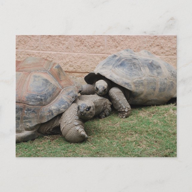 Carte Postale tortues géantes (Devant)