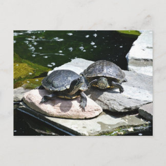 Carte Postale Tortues jumelles -