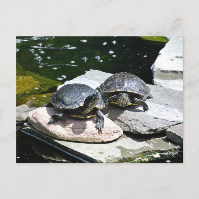 Carte Postale Tortues jumelles - (Devant)