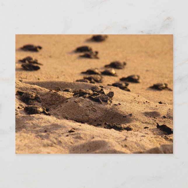 Carte Postale Tortues marines (Devant)