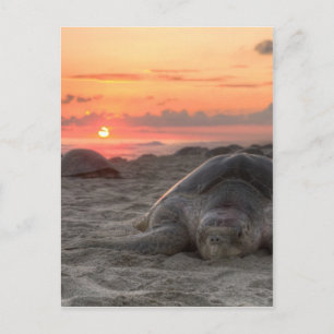 Carte Postale Tortues marines au coucher du soleil