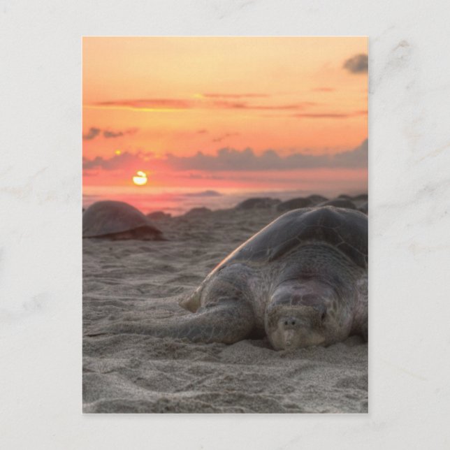 Carte Postale Tortues marines au coucher du soleil (Devant)