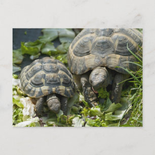 Carte Postale Tortues mignonnes