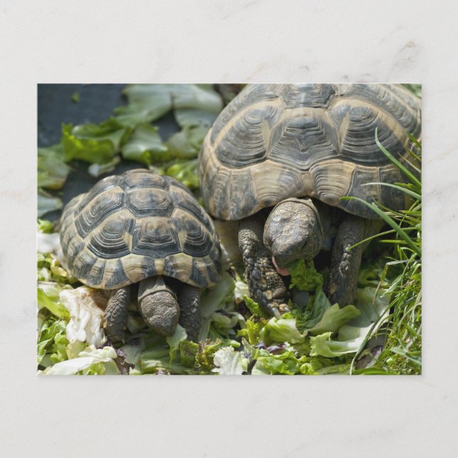 Carte Postale Tortues mignons (Devant)