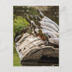 Carte Postale Tortues peintes se chauffant au soleil dans un éta