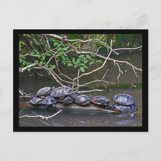 Carte Postale Tortues Pile vers le haut (Devant)