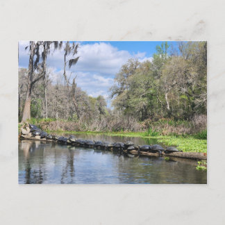 Carte Postale Tortues qui traînent