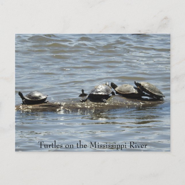 Carte Postale Tortues sur un journal sur le fleuve Mississippi P (Devant)