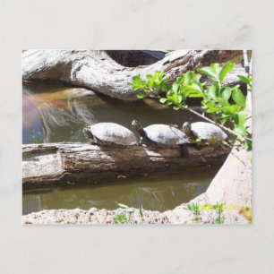 CARTE POSTALE TORTUES, TORTUES, TORTUES ! ! !