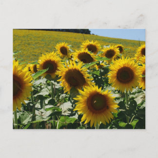 Carte Postale Toscane_Fleurs de soleil2