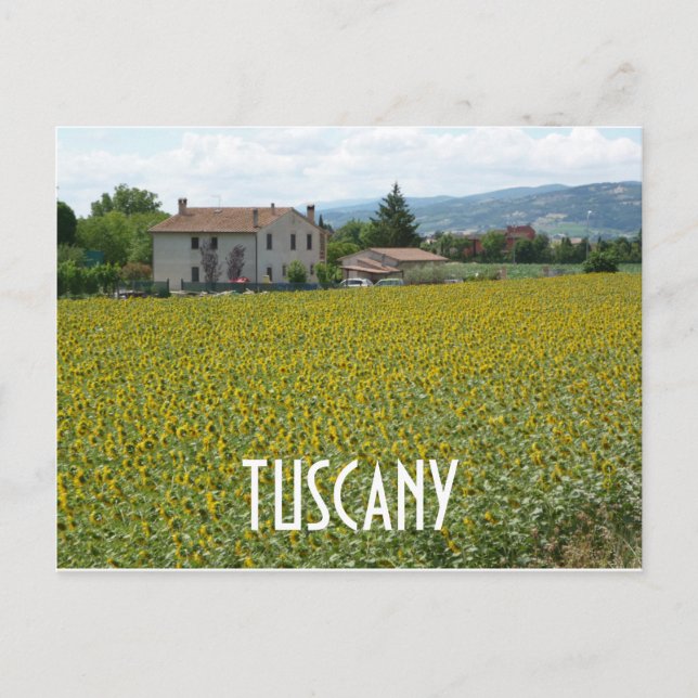 Carte postale Toscane Hillside Sunflower Field (Devant)
