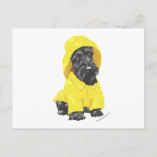 Carte Postale Tôt dans l'année Bruine Scottish Terrier (Devant)