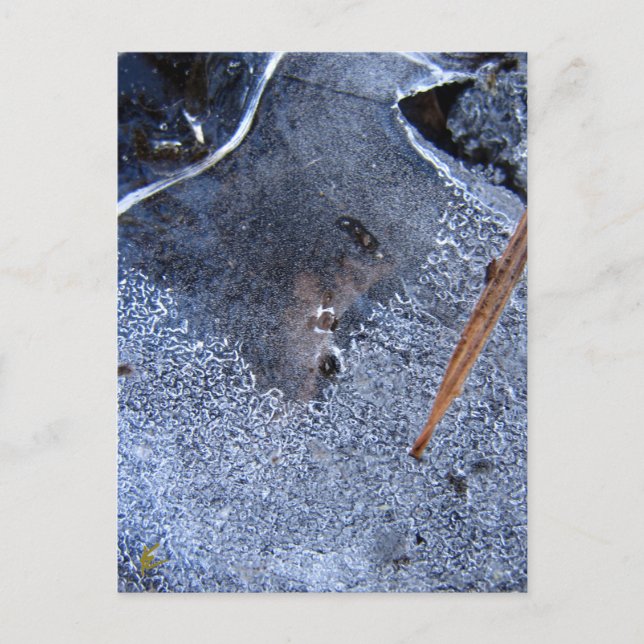 Carte Postale Totem corbeau, Corvid d'oiseaux noirs (Devant)