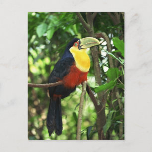 Carte Postale Toucan
