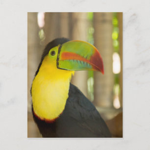 Carte Postale toucan