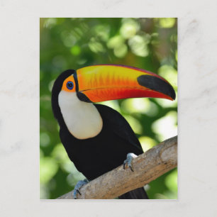 Carte Postale Toucan