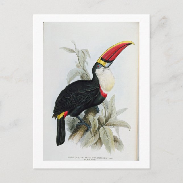 Carte Postale Toucan à bec rouge, de 'Monographie du Rampha (Devant)