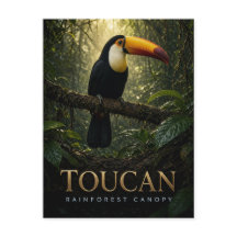Toucan Canopée de la Forêt Tropicale Faune ANIMAL