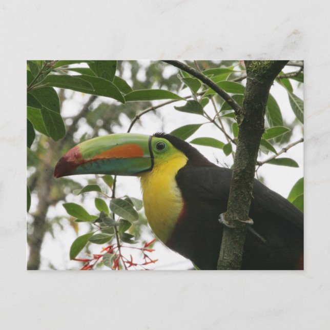 Carte Postale Toucan dans la jungle (Devant)