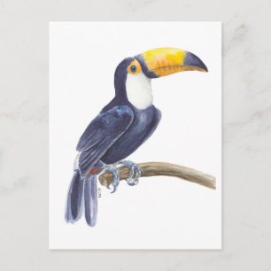 Carte Postale Toucan, oiseau tropical