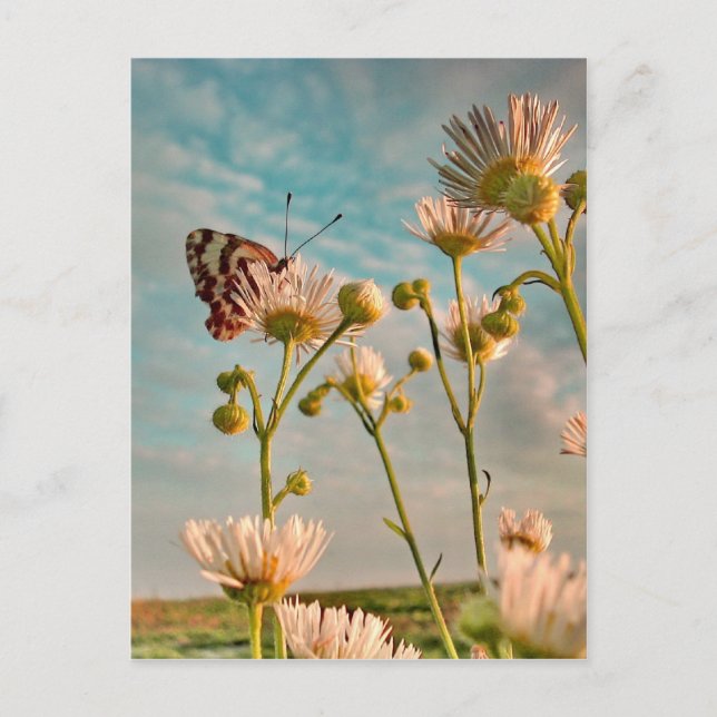 Carte Postale Touche de poussière magique d'Oz (Devant)