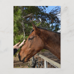 Carte Postale "Touche du genre : se lier avec un Cheval Brown do