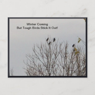 Carte Postale Tough Birds Stick It Out