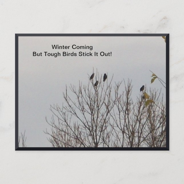 Carte Postale Tough Birds Stick It Out (Devant)