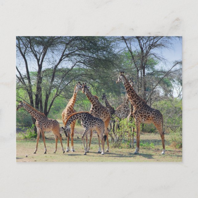 Carte Postale Tour des Girafes (Devant)