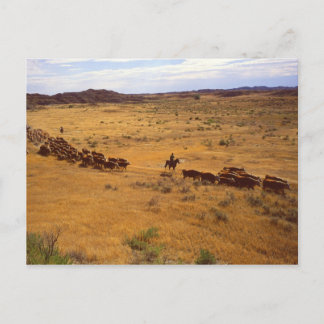 Carte Postale Tour d'horizon des bovins