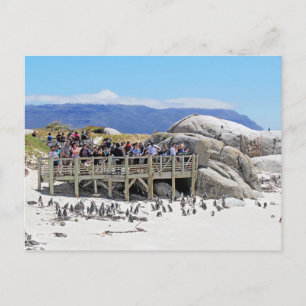 Carte Postale Touristes à Boulders Beach regardant les pingouins