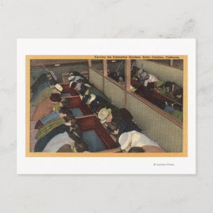 Carte Postale Touristes admirant les jardins sous-marins