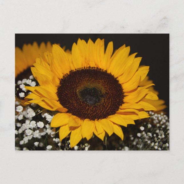 Carte Postale Tournesol (Devant)