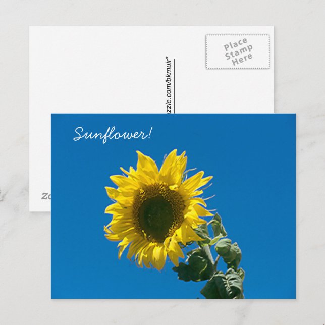 Carte postale - Tournesol ! (Devant / Derrière)